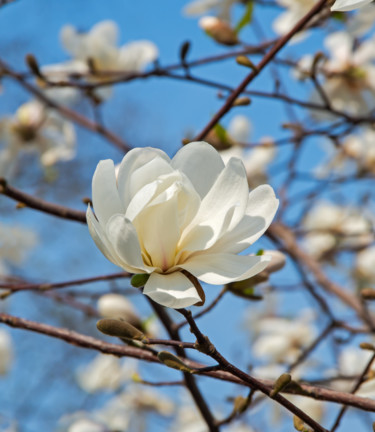 Photographie intitulée "Magnolia blossom" par Art$Art, Œuvre d'art originale, Photographie numérique