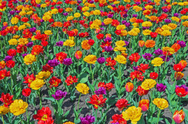 Fotografía titulada "Multicolored tulips" por Art$Art, Obra de arte original, Fotografía digital