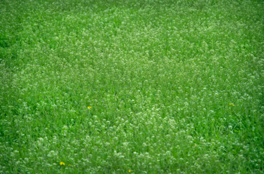 Photographie intitulée "Blooming meadow" par Art$Art, Œuvre d'art originale, Photographie numérique