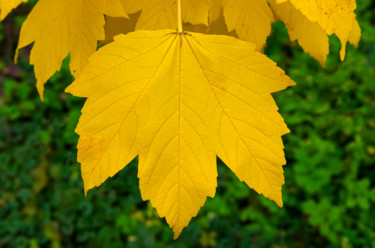 Fotografie getiteld "Autumn leaf" door Art$Art, Origineel Kunstwerk, Digitale fotografie