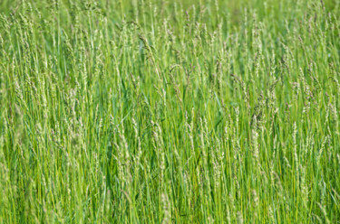 Photographie intitulée "Weed sorghum" par Art$Art, Œuvre d'art originale, Photographie numérique