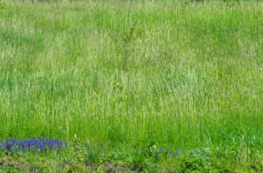 Фотография под названием "Meadow weed" - Art$Art, Подлинное произведение искусства, Цифровая фотография