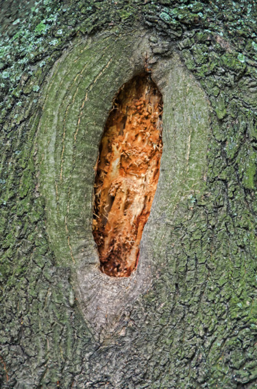 Fotografie getiteld "Hollow in tree trunk" door Art$Art, Origineel Kunstwerk, Digitale fotografie