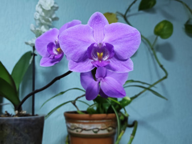 Fotografía titulada "Purple orchid phala…" por Art$Art, Obra de arte original, Fotografía digital