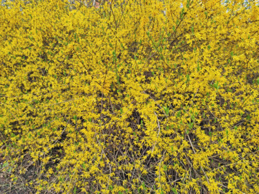 Photographie intitulée "Flowering forsythia…" par Art$Art, Œuvre d'art originale, Photographie numérique