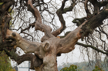 "Branchy dried tree" başlıklı Fotoğraf Art$Art tarafından, Orijinal sanat, Dijital Fotoğrafçılık