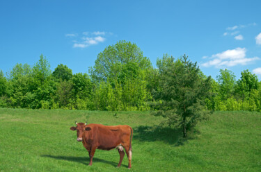 Photography titled "Red cow grazes on m…" by Art$Art, Original Artwork, Manipulated Photography