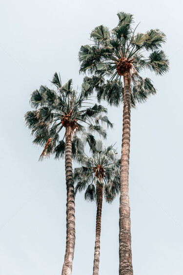 Photographie intitulée "Exotic Palm Trees I…" par Radu Bercan, Œuvre d'art originale, Photographie numérique