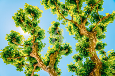 Photography titled "Exotic Tree Vegetat…" by Radu Bercan, Original Artwork, Digital Photography