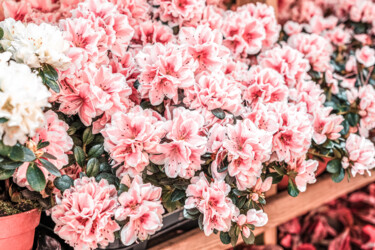 Pink Flowers For Sale In Barcelona Flower Market Photography titled "Pink Flowers For Sa…" by Radu Bercan, Original Art, Digital Photography
