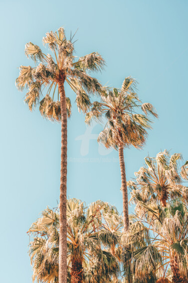 Fotografía titulada "Palm Trees, Summer…" por Radu Bercan, Obra de arte original, Fotografía digital