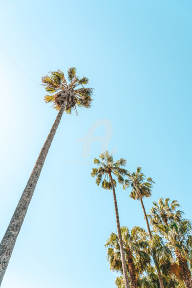 Photographie intitulée "Tropical Palm Trees…" par Radu Bercan, Œuvre d'art originale, Photographie numérique