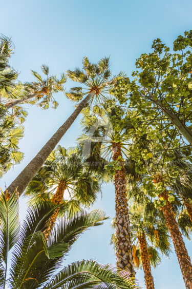 Photography titled "Palm Trees, Summer…" by Radu Bercan, Original Artwork, Digital Photography