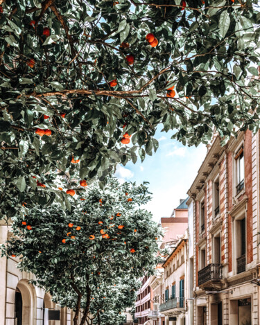 Orange Tree, Orange Fruits Print, Barcelona City Print Photography titled "Orange Tree, Orange…" by Radu Bercan, Original Art, Digital Photography