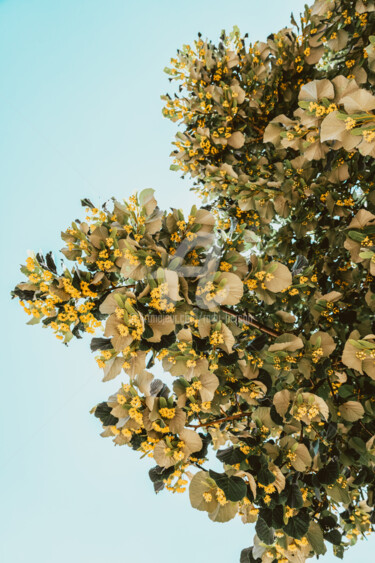 Fotografia intitolato "Lime Tree Flowers,…" da Radu Bercan, Opera d'arte originale, Fotografia digitale