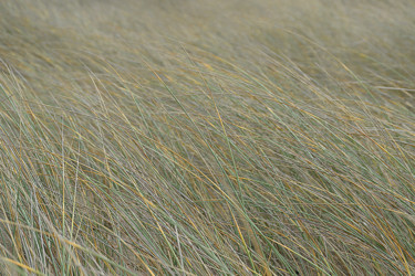 Cheveux-de-dunes Photography titled "Cheveux-de-dunes" by Christian Ragaine, Original Art,