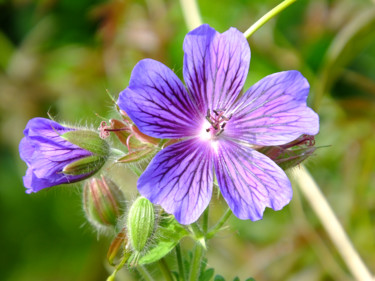 Cœur de fleur Photographie intitulée "Cœur de fleur" par Christian Ragaine, Œuvre d'art originale, Photographie numérique