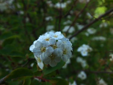 Fleurs blanches printanières Photographie intitulée "Fleurs blanches pri…" par Christian Ragaine, Œuvre d'art originale, Photographie non manipulée