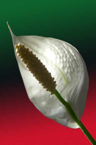fleur blanche d'intérieur Photographie intitulée "fleur blanche d'int…" par Christian Ragaine, Œuvre d'art originale, Photographie non manipulée