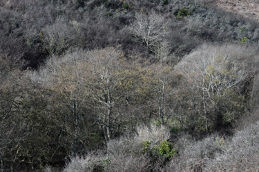 Cimes d'un bosquet Фотография под названием "Cimes d'un bosquet" - Christian Ragaine, Подлинное произведение искусства, Не манипулируемая фотог…