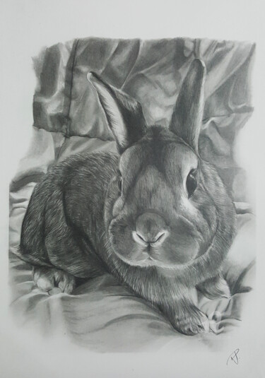 Drawing titled "Cute Rabbit" by Raissa Levati Pelegrim, Original Artwork, Graphite