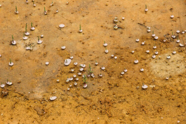 Fotografia intitolato "Marsh savannah" da Ugoki Raïto, Opera d'arte originale, Fotografia digitale