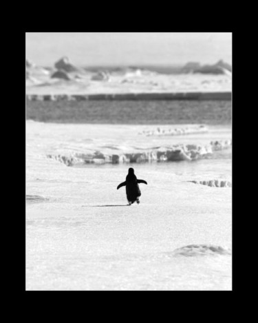 Fotografie getiteld "Adelie pinguin" door Raldi Somers, Origineel Kunstwerk