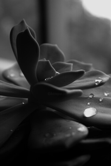 Photography titled "Echeveria lilacina…" by Rami Chlela, Original Artwork, Digital Photography