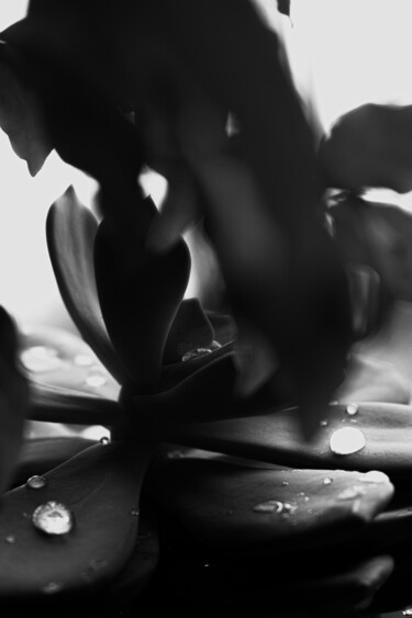 Photography titled "Echeveria lilacina…" by Rami Chlela, Original Artwork, Digital Photography