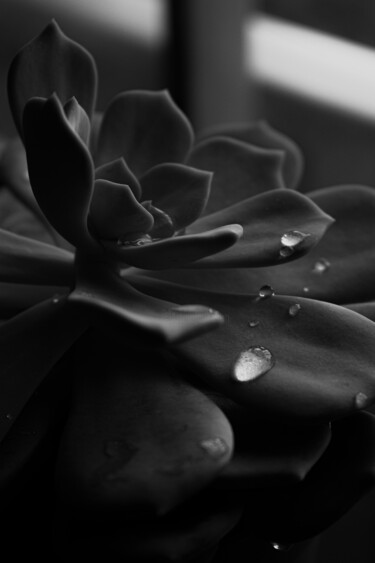 Photographie intitulée "Echeveria lilacina…" par Rami Chlela, Œuvre d'art originale, Photographie numérique