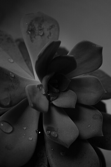 Photographie intitulée "Echeveria lilacina…" par Rami Chlela, Œuvre d'art originale, Photographie numérique