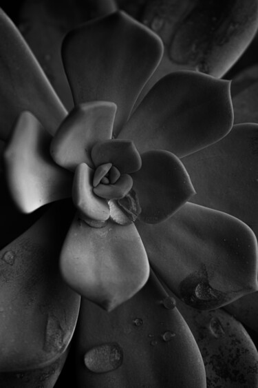 Fotografia intitolato "Echeveria lilacina…" da Rami El Biaine, Opera d'arte originale, Fotografia digitale