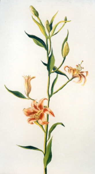 Картина под названием "lily flower oil pai…" - Raphael Perez, Подлинное произведение искусства, Масло