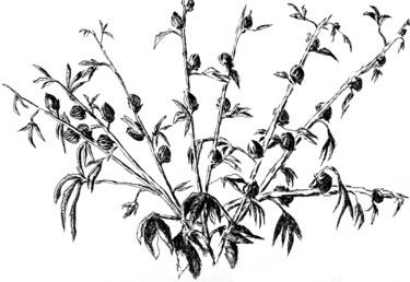 Рисунок под названием "ink flowers drawing…" - Raphael Perez, Подлинное произведение искусства, Чернила