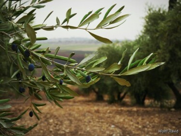 Photographie intitulée "Olive tree" par Ravid Wolff, Œuvre d'art originale