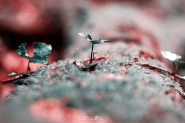 Photography titled "Microcosmos" by Vincent Rayes, Original Artwork, Digital Photography