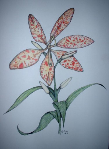 Drawing titled "Blackberry lily" by Ray Massini, Original Artwork
