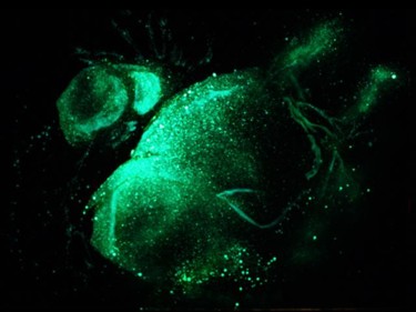 Картина под названием "Orion Nebulae (glow…" - Raymundo Garza, Подлинное произведение искусства, Масло