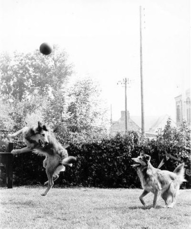 Photographie intitulée "les chiens football…" par Roger Cornet, Œuvre d'art originale