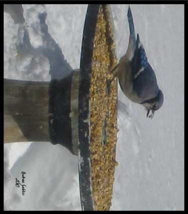 Photography titled "Blue-Jay" by S.A.G.E., Original Artwork