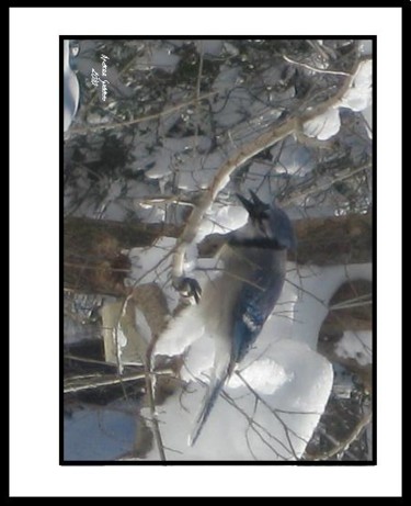 Photography titled "Hungry Blue-Jay, Fe…" by S.A.G.E., Original Artwork