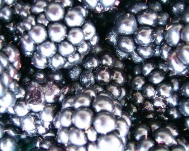 Photography titled "Blackberries Still" by Rebecca Finkelman, Original Artwork