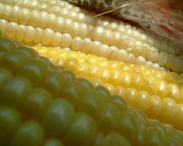 Fotografía titulada "Corn Still" por Rebecca Finkelman, Obra de arte original