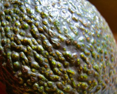 Photography titled "Avocado Still" by Rebecca Finkelman, Original Artwork