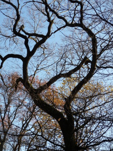 Photographie intitulée "branches" par Régine Ledanois, Œuvre d'art originale