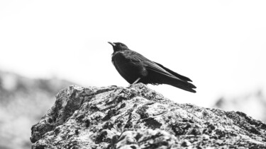 Photographie intitulée "Bird" par Rémi Baudry, Œuvre d'art originale, Photographie numérique