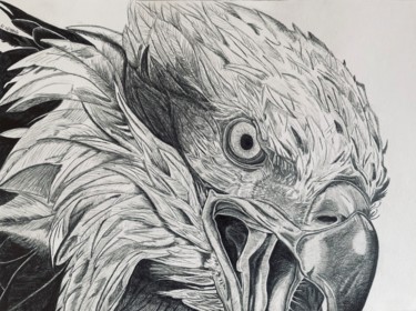 Zeichnungen mit dem Titel "Aigle" von Rémi Capobianco, Original-Kunstwerk, Bleistift