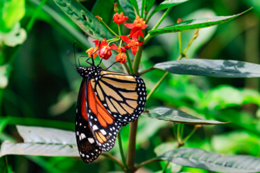 Aan de overkant Voorkeursbehandeling geef de bloem water papillon monarque ➽ 1 Originele foto's te koop | Artmajeur