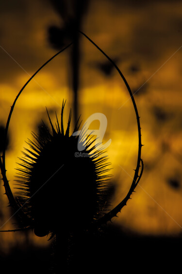 Photographie intitulée "Cardère solaire" par Rémibtx, Œuvre d'art originale, Photographie numérique