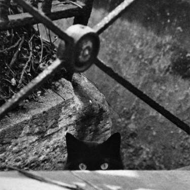 "CHAT CACHE-CACHE" başlıklı Fotoğraf Rémy Vallée tarafından, Orijinal sanat, Analog Fotoğrafçılık